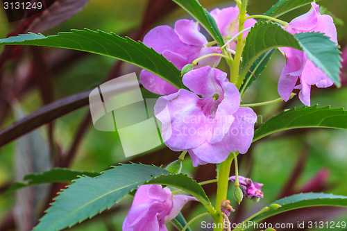 Image of Impatiens glandulifera plant