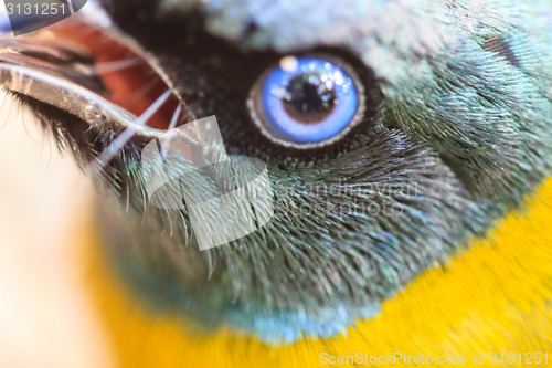 Image of Black-headed Bulbul, Pycnonotus atriceps