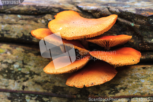 Image of close up mushroom in deep forest