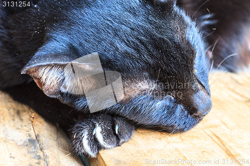 Image of Black cat sleeping 