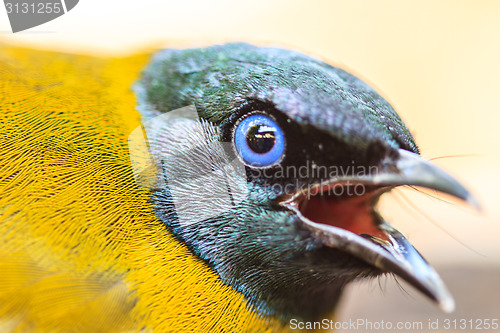 Image of Black-headed Bulbul, Pycnonotus atriceps