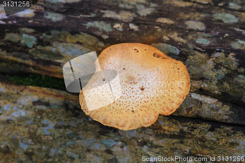 Image of close up mushroom in deep forest