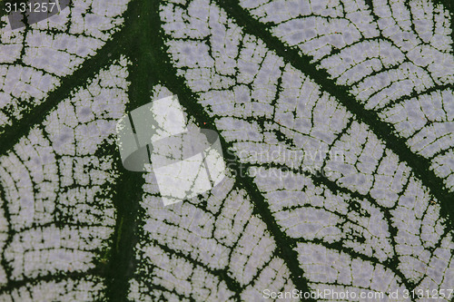 Image of Close up
water drop on caladium leaves