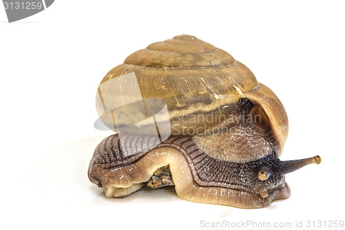 Image of Garden snail on white background 