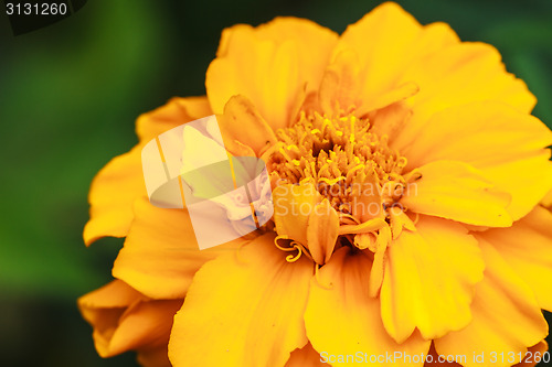 Image of Marigold  flowers field