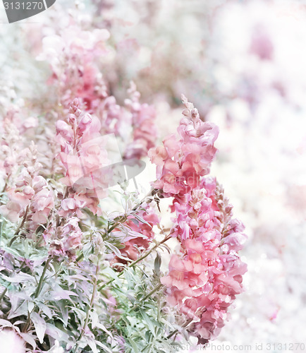 Image of Pink Snapdragons Watercolor