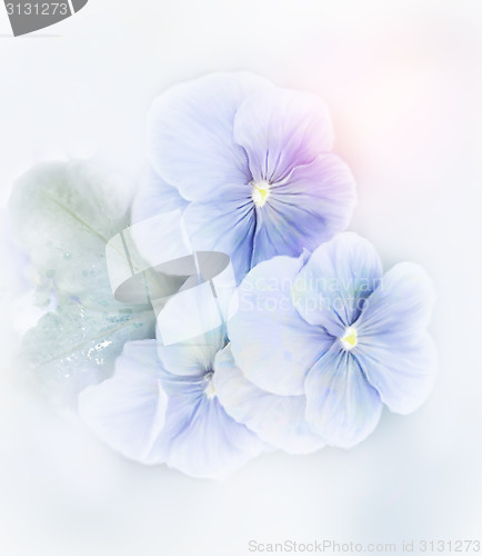 Image of Violets Flowers Watercolor