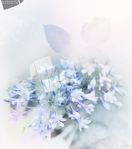 Image of Blue Flowers Watercolor