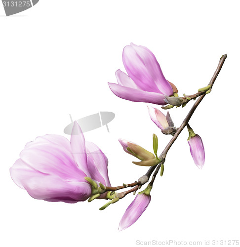 Image of Magnolia Flowers