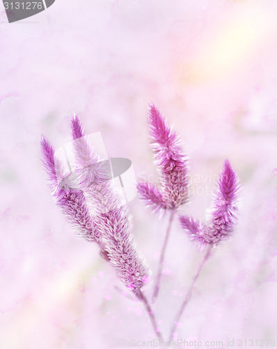 Image of Purple Flowers Watercolor