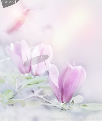 Image of Magnolia Flowers Watercolor