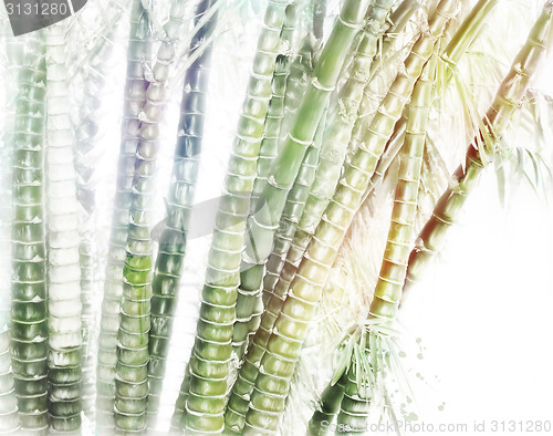 Image of Bamboo Forest Watercolor