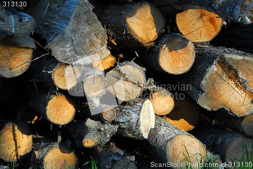 Image of Wood logs