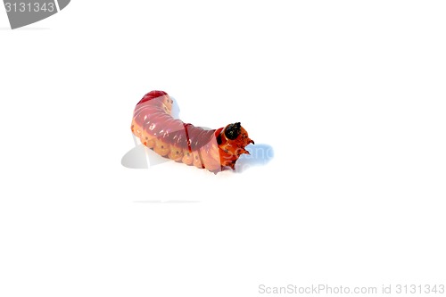 Image of white background and a large Burgundy caterpillar