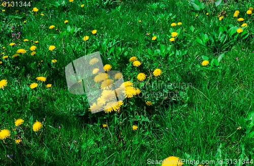 Image of on the green lawn of dandelions grow
