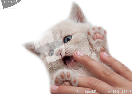 Image of the hand holding kitten