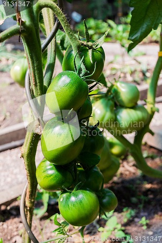 Image of green tomatoes growing on the branch