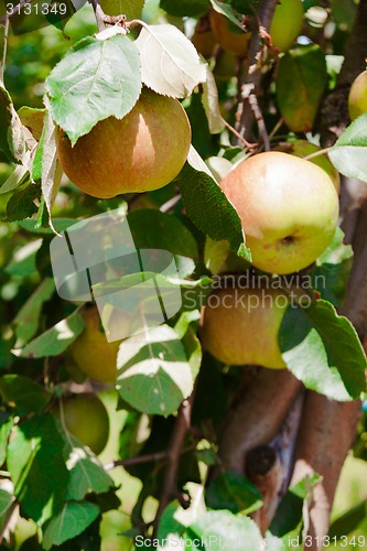 Image of apples on apple