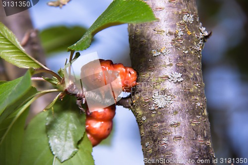 Image of large, very bright caterpillar on the tree
