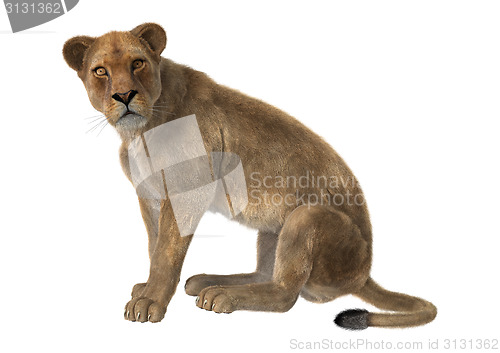 Image of Lioness