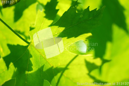 Image of Green maple leaves