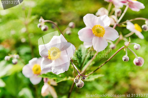 Image of Anemone japonica flowers, lit by sunlight in the garden.