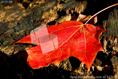 Image of Maple leaf