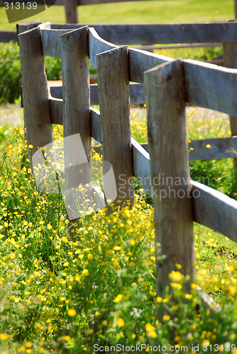 Image of Summer meadow