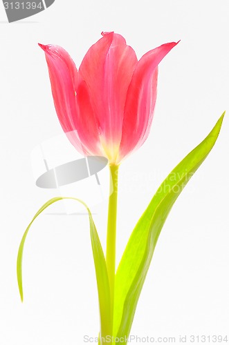 Image of One red tulip isolated 
