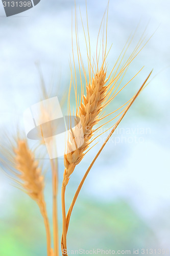 Image of Yellow grain 