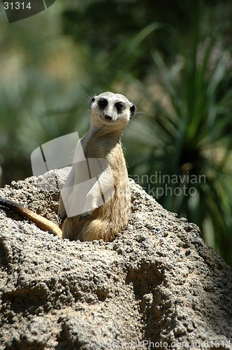 Image of Meerkat