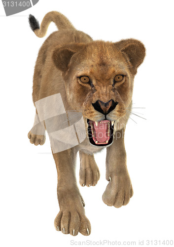 Image of Angry Lioness