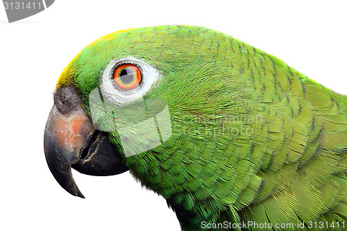 Image of Amazon Parrot