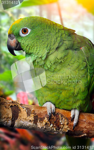 Image of 	Amazon Parrot