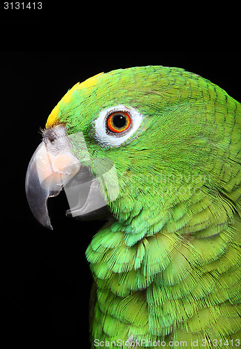 Image of Amazon Parrot