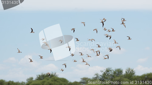 Image of A flock of birds in the air