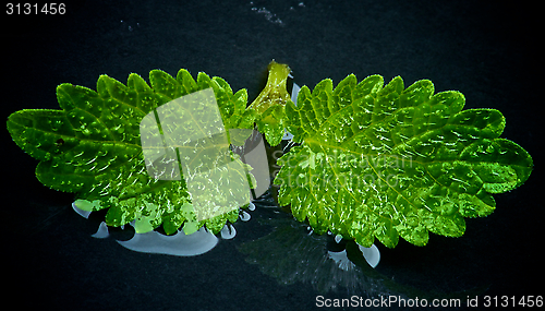Image of Mint Leafs
