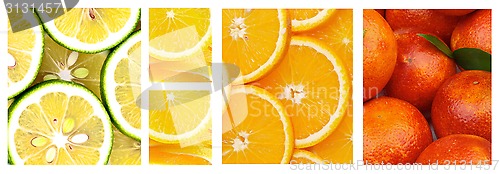 Image of Citrus Collection