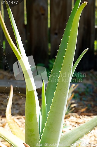 Image of large aloe vera plant