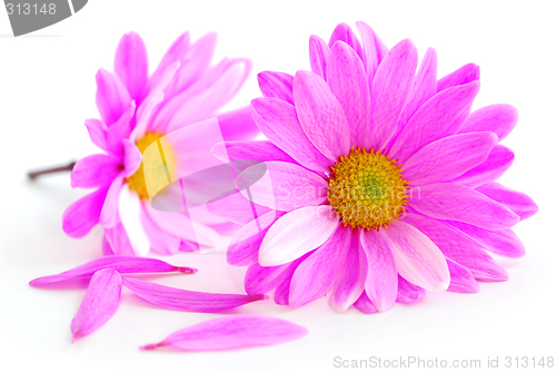 Image of Pink flowers