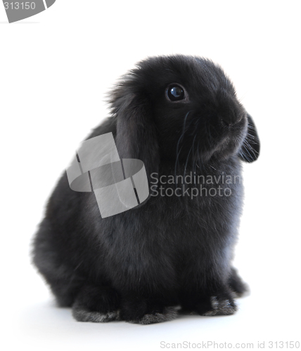 Image of Bunny rabbit