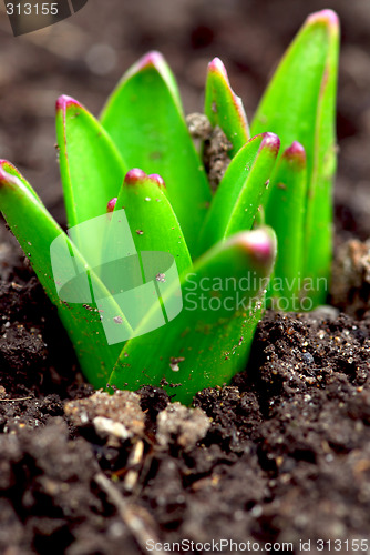 Image of Spring shoots