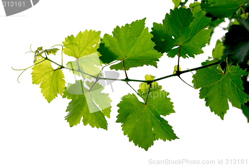 Image of Grape vine