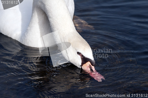 Image of Swan