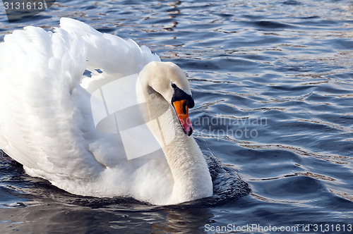 Image of Swan