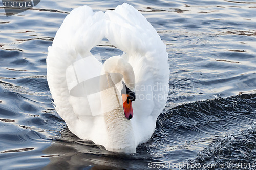 Image of Swan