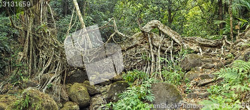 Image of Old root bridge in India
