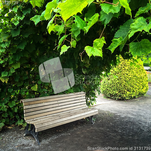 Image of Wooden bench in summer garden