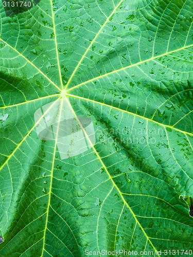 Image of Green leaf in raindrops