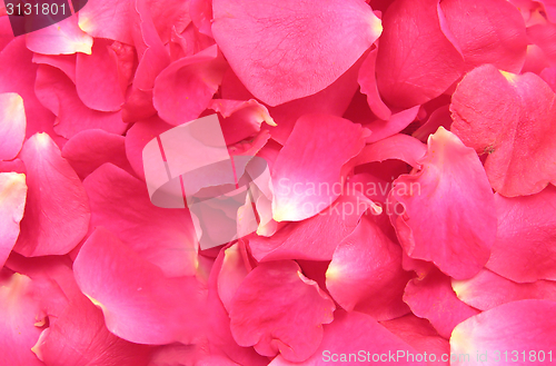 Image of Pink petals of roses build a flowery background